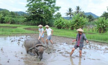 Rice farming experience